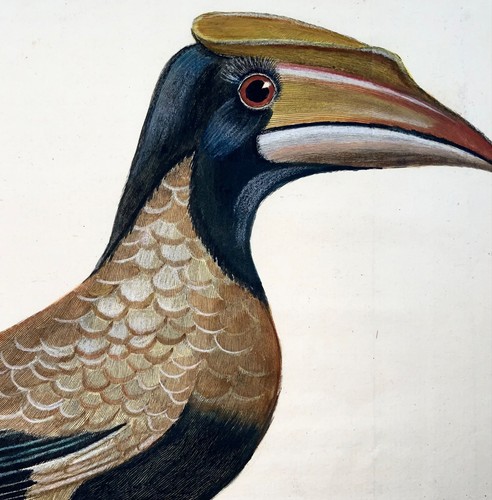 1760 hornbill martinet - 1760, hornbill,