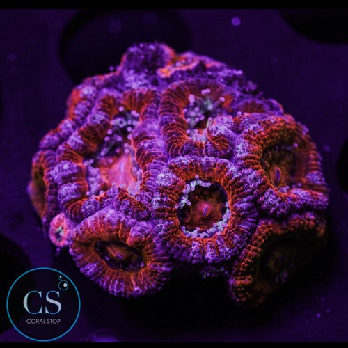 Rainbow acan wysiwyg live - -,