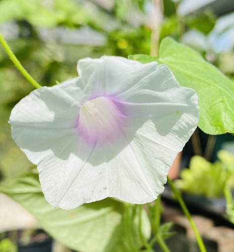 Morning glory white pink blush - white,