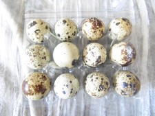 24x plus extras Jumbo quail