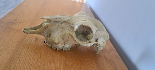 Genuine sheep skull head - skull,
