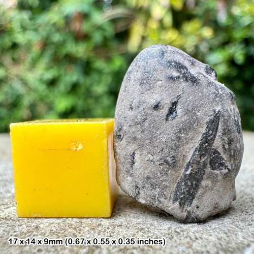 Genuine fossil crab fragment - ,