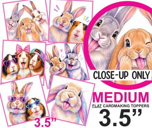 Rabbits guinea pigs card - +,