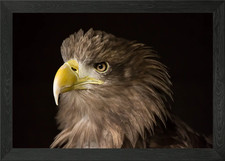 Sea Eagle Portrait Framed Wall