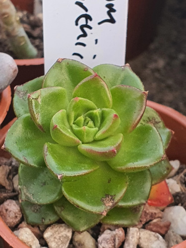 Aeonium haworthii pinwheel - aeonium,