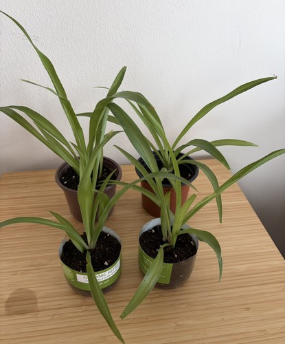 Spider plant chlorophytum - plant,