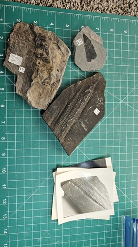 Rare fossils bruce - fossils., dr