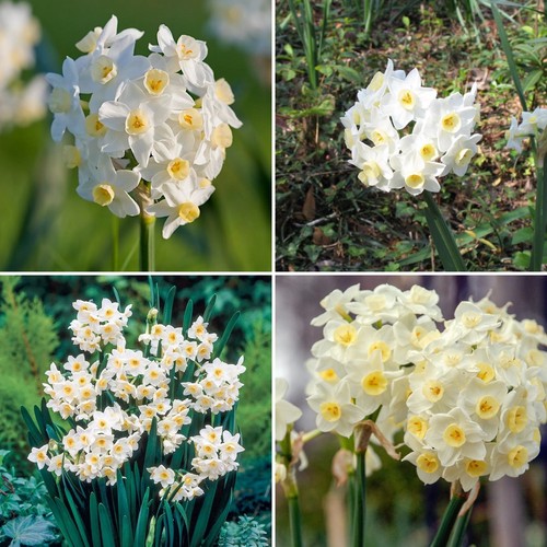 Daffodil grand primo 20 - daffodil,