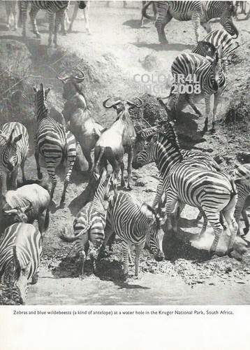 Zebra blue wildebeest kruger - zebra,
