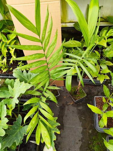 Chamaedorea seifrizii 11 cm - -,