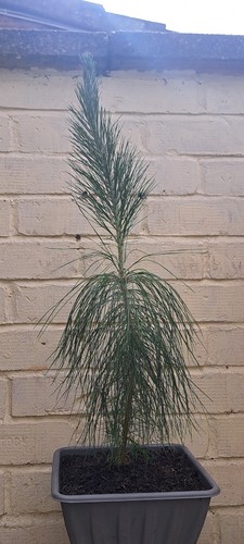 Scotch pine tree - pine,