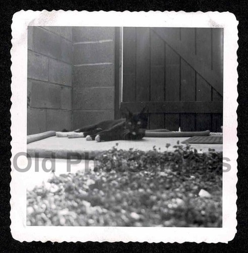 Handsome kitty cat black - kitty,