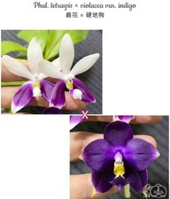 Phalaenopsis Tetraspis X