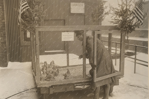 Carrier pigeons which is - pigeons,