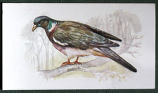 WOOD PIGEON   Illustrated Bird Card