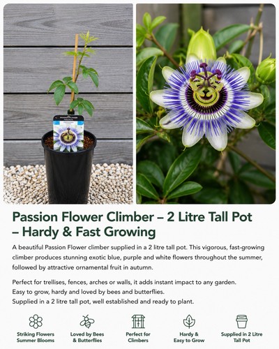 Passion flower climber - plant, 2