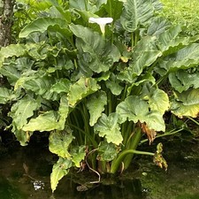 Zantedeschia Hercules/ White Giant Calla Lily  / RARE HUGE BEAUTIFUL, 