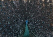  PRE SALE  (3)Peafowl Hatching