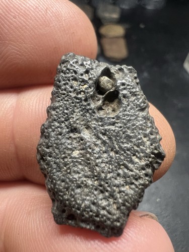 Pleistocene fossil giant - pleistocene,