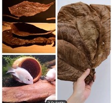 X20 Catappa Indian Almond