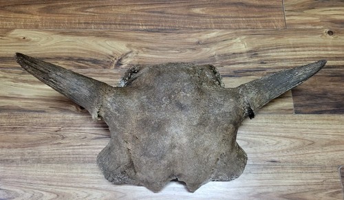 Historic bison bull - historic,