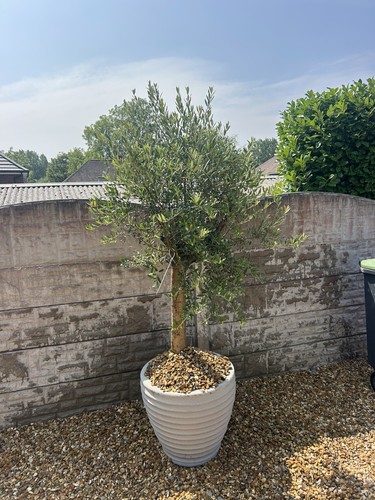 Gnarled olive tree - olive,