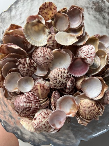 Pcs pink small scallop - 40,