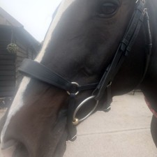 Fairfax Large Size Black  Drop Noseband