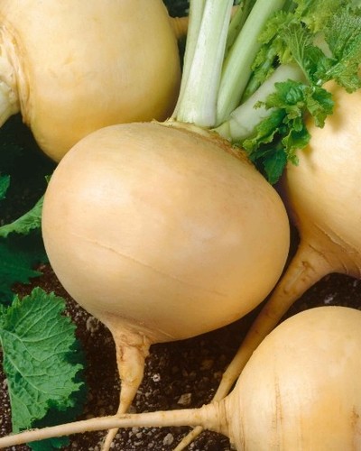 Turnip seeds golden - turnip,