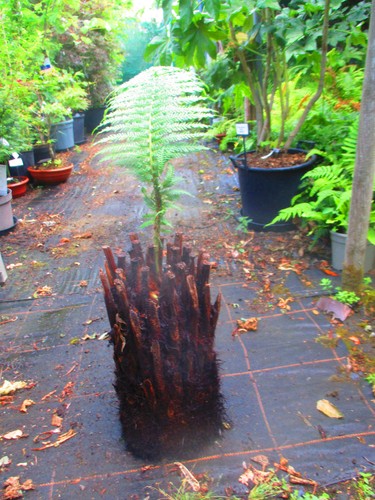 18inch trunk dicksonia - 18inch,