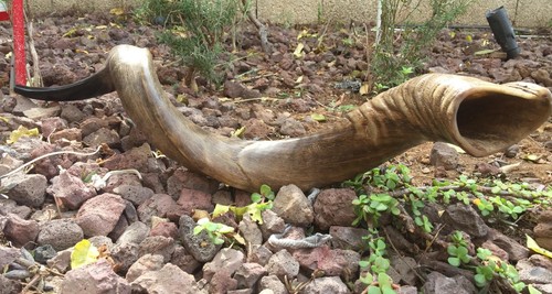 Jumbo yemenite kudu horn - jumbo,