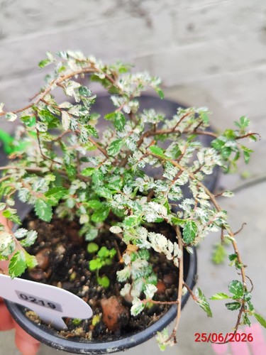 Japanese variegated elm