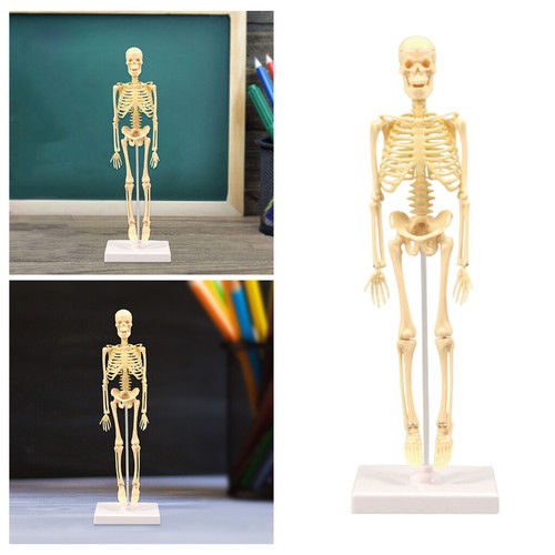 Human anatomical anatomy - anatomical,