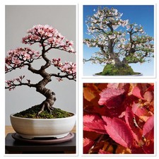 Mini Cherry Blossom starter tree! Flowering age! 4/5years old! Hardy easy!