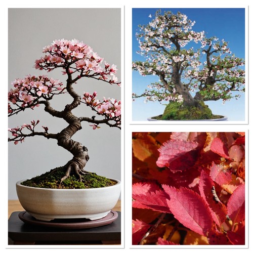 Mini cherry blossom starter - blossom,