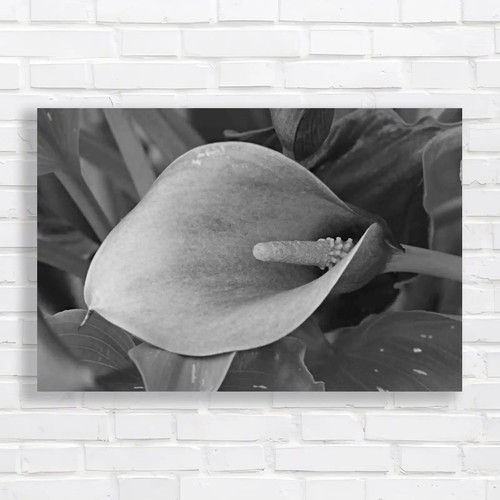 Exquisite calla lily - exquisite,