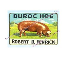 Livestock pig animal farm