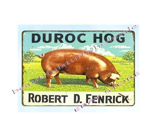 Livestock pig animal farm