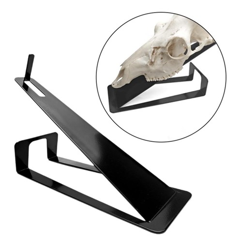 Deer skull mount - skull, hanger