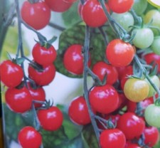 Sweet Aperitif red cherry