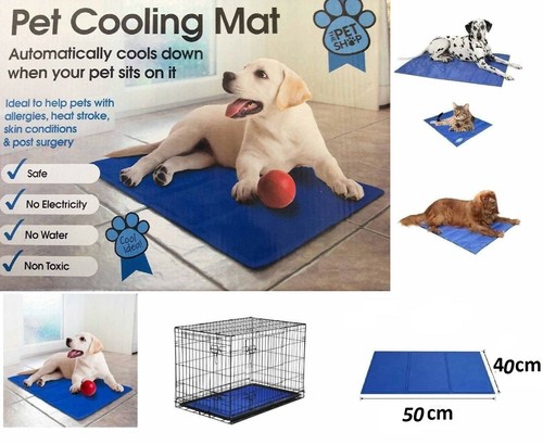 Pet dog cat cool - cat, self