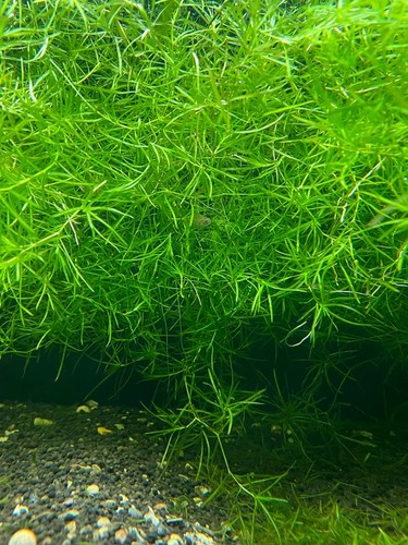 Guppy grass najas - guppy,