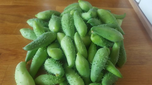 Achocha similar fat baby - achocha.,
