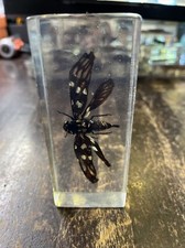 national geographic real life bugs insects