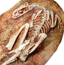 MICRORAPTOR dinosaur skeleton