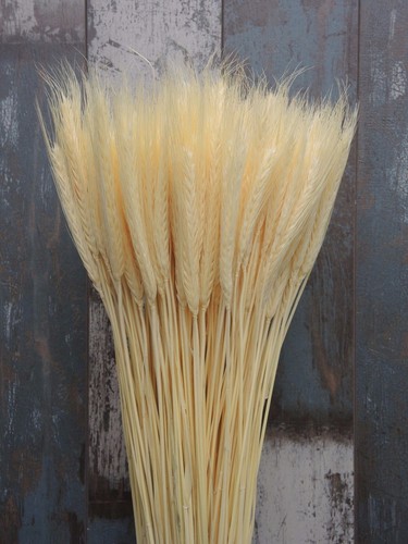 100 stems dried flowers - 100,