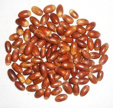 100 Natural Acorns for