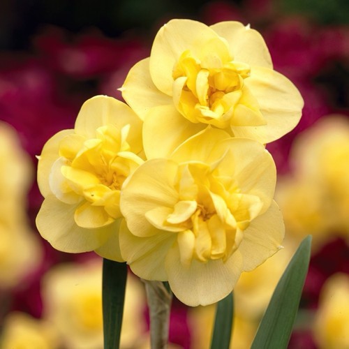 15x yellow cheerfulness - 15x,