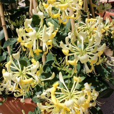 ~SCENTSATION~YELLOW Dutch