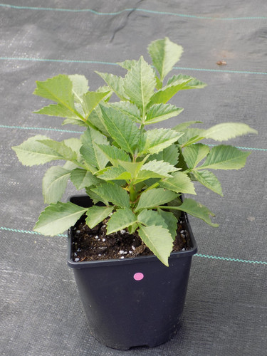 Dahlia litre plants - dahlia,